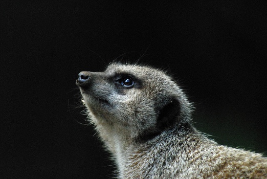 Meerkat Profile