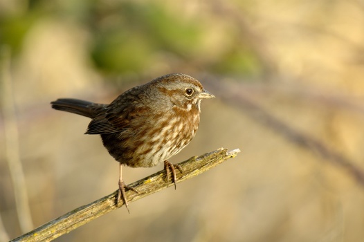 Small Song Sparrow. Thank you to Trevor Quested from Sydney, Australia for the ID!
