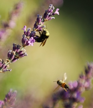 Bee Intrusion
