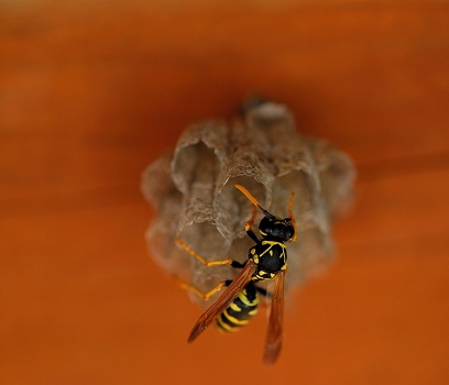 Bee Working