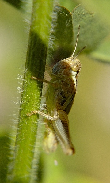 Grasshopper.jpg