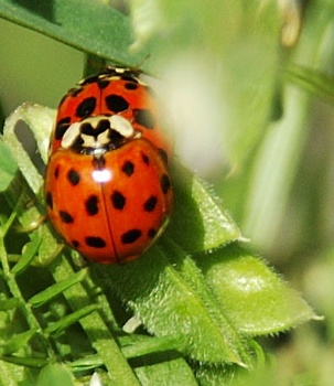 Lady Bugs, but not both Ladies...