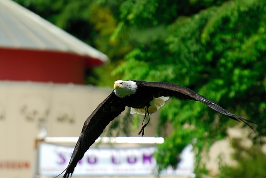 Eagle in Flight Start