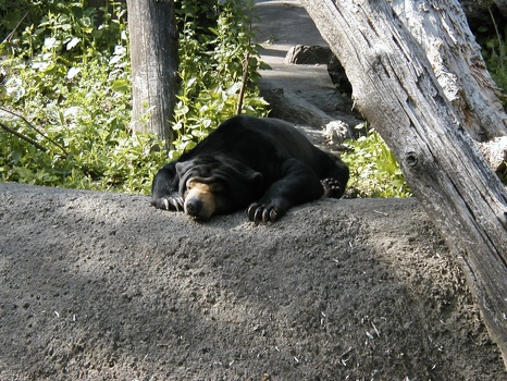Sun Bear, Enjoying a warm day.