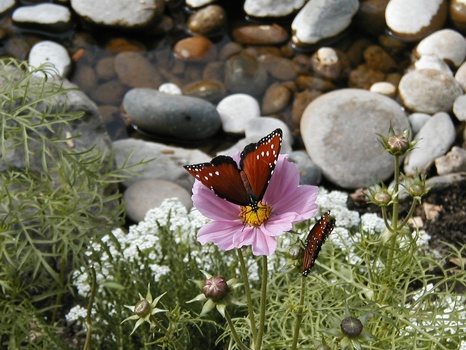 Butterflies Near a Small Stream.