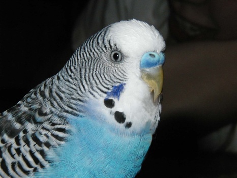 Peanut, He Will Always Be Loved! (blue lighter blue lighter!)