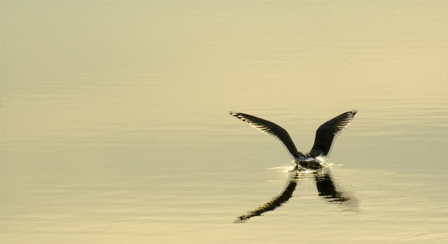 Bird flying into the water at sunset!