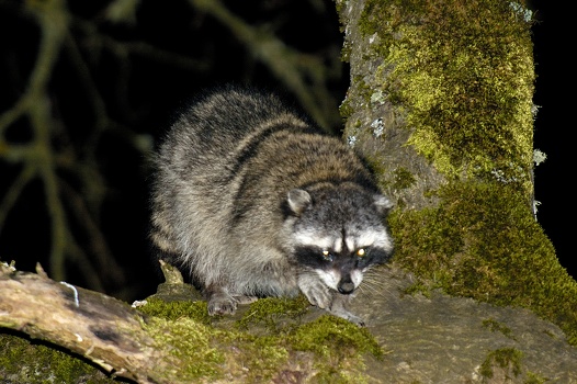 Raccoon Coming Down From Tree