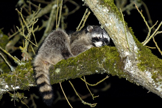 Raccoon Lounging